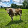 Fleckvieh Bulls Image 4