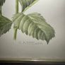 Original Elizabeth A McEwen RUA - Botanical Artwork - Dahlia - 1985 Image 7