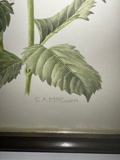 Original Elizabeth A McEwen RUA - Botanical Artwork - Dahlia - 1985