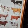 1979 Frederick Warne "Farm Animals Cattle" framed print Image 7