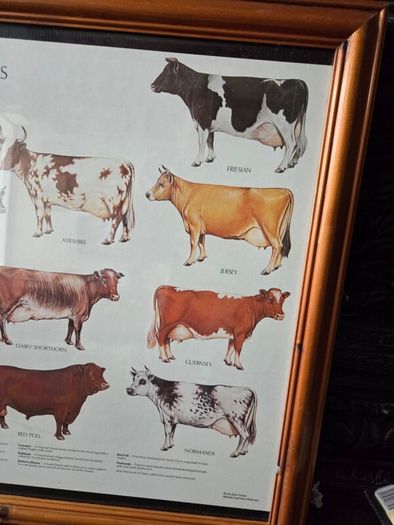 1979 Frederick Warne "Farm Animals Cattle" framed print