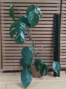 Monstera Albo Variegated 3 years old