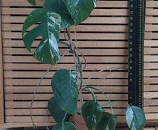 Monstera Albo Variegated 3 years old