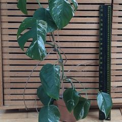 Monstera Albo Variegated 3 years old