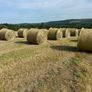 Hay Image 2