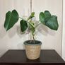 Monstera plant Image 2