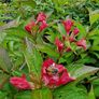 Red Robin Hedging TWO EUROS Image 2
