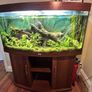 Tropical Fish Tank Image 2