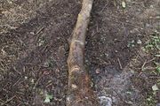 Holly Tree  Sculpture/Turning.