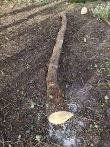 Holly Tree  Sculpture/Turning.