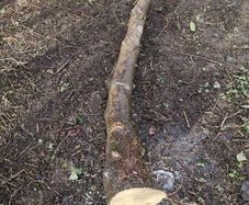 Holly Tree  Sculpture/Turning.