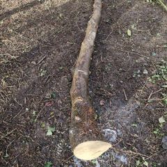 Holly Tree  Sculpture/Turning.