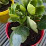 Kalanchoe indoor plants Image 2