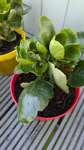 Kalanchoe indoor plants