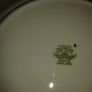Tuscan Fine Bone China Image 7
