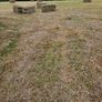 Organic Hay Image 7