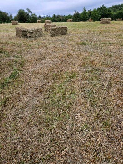 Organic Hay