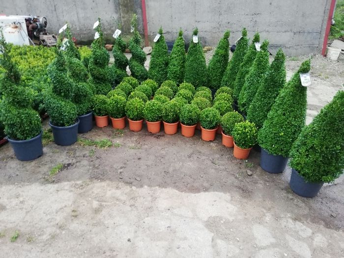 Box Hedging