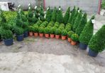 Box Hedging