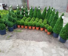 Box Hedging