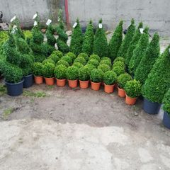 Box Hedging