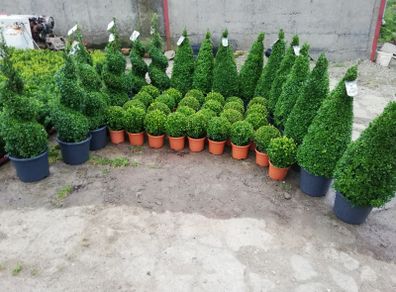 Box Hedging