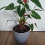 Anthurium plant Image 5