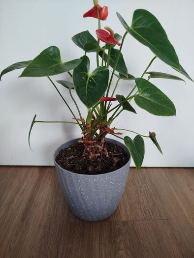 Anthurium plant