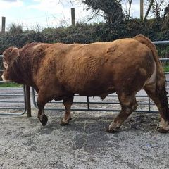 Limousin bull