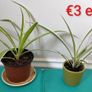 Spider plants Image 2
