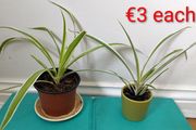 Spider plants
