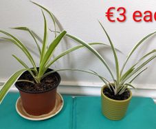 Spider plants