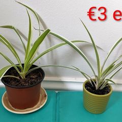 Spider plants