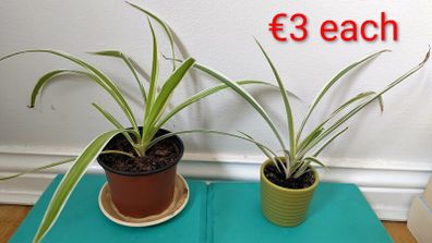 Spider plants
