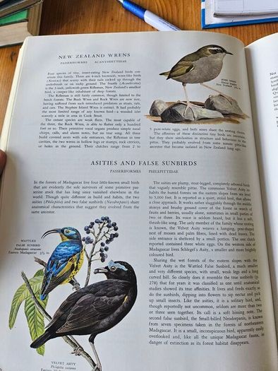 Birds Of The World. By Oliver L. Austin Jr. Illustrated By Arthur Singer. Forwarded By Sir Peter Scott. 1968 Large Volume Hardback With Dustjacket In Good Condition.