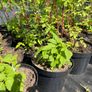 Black Jewel Raspberry 2l pot available in September 2024 Image 3