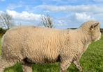 Pedigree Dorset Ram Lamb