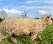 Pedigree Dorset Ram Lamb