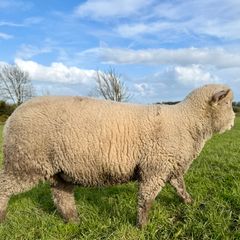 Pedigree Dorset Ram Lamb