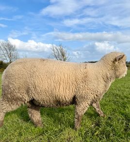 Pedigree Dorset Ram Lamb