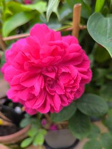 garden plants