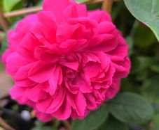 garden plants