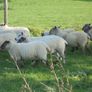Hoggets Image 7