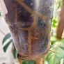 No.2 Monstera Acacoyaguensis Variegated Image 6