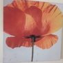 Canvases x 5 Image 5