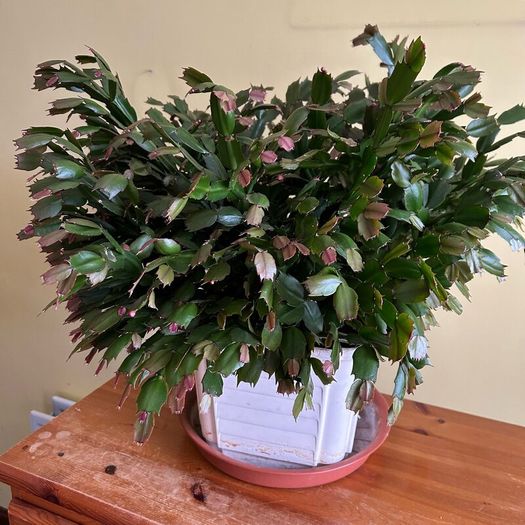 House plants