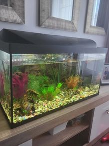 Fish tank