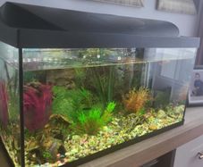 Fish tank
