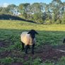 Suffolk Rams Image 2