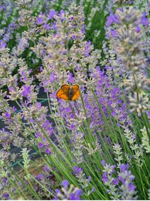 health and beauty Lavanda Essential oil and Lavanda Water toner